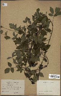 spécimen de Rubus trivialis