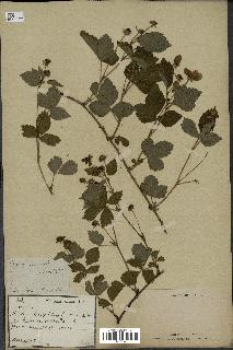 spécimen de Rubus trivialis