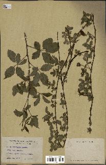 spécimen de Rubus trivialis