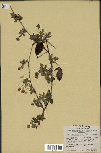 spécimen de Rubus trivialis