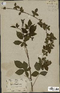 spécimen de Rubus trivialis