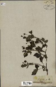 spécimen de Rubus trivialis