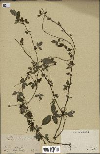 spécimen de Rubus trivialis