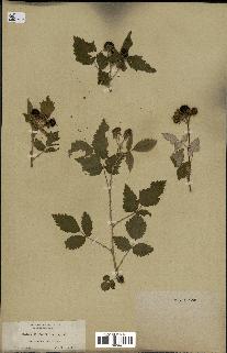 spécimen de Rubus leucodermis