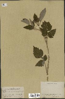 spécimen de Rubus leucodermis
