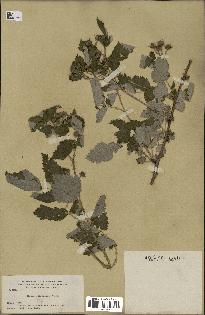 spécimen de Rubus leucodermis
