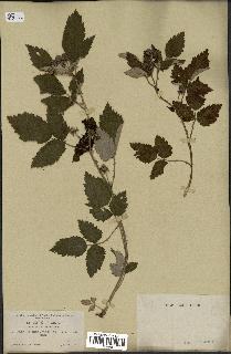 spécimen de Rubus leucodermis