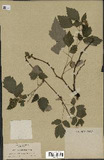 spécimen de Rubus leucodermis
