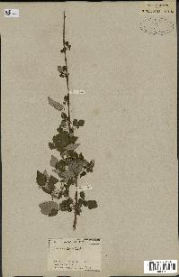 spécimen de Rubus leucodermis