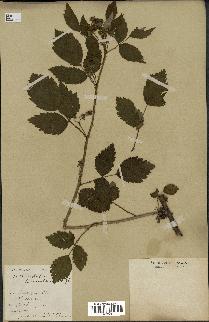 spécimen de Rubus leucodermis