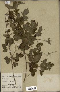 spécimen de Rubus leucodermis