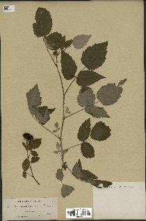 spécimen de Rubus leucodermis