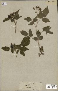 spécimen de Rubus leucodermis