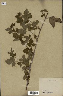 spécimen de Rubus leucodermis