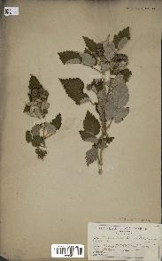 spécimen de Rubus leucodermis