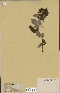 spécimen de Rubus leucodermis