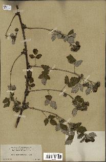 spécimen de Rubus leucodermis