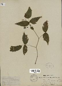 spécimen de Rubus idaeus