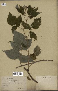 spécimen de Rubus idaeus