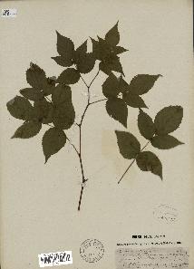 spécimen de Rubus idaeus