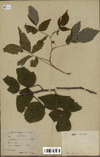 spécimen de Rubus idaeus