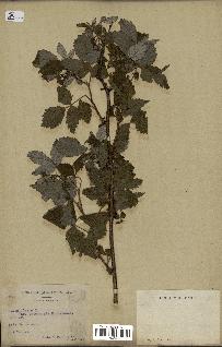 spécimen de Rubus idaeus