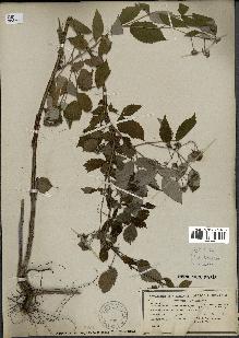 spécimen de Rubus idaeus