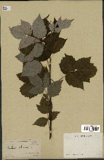 spécimen de Rubus idaeus