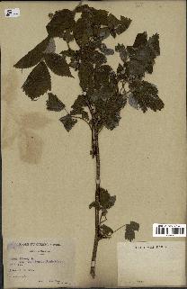 spécimen de Rubus idaeus