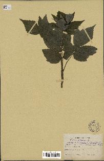 spécimen de Rubus idaeus