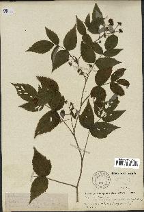 spécimen de Rubus idaeus