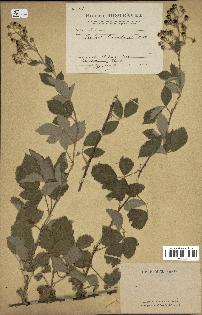 spécimen de Rubus tomentosus