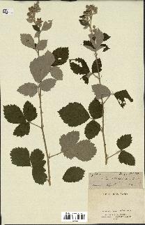 spécimen de Rubus tomentosus