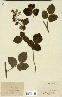 spécimen de Rubus tomentosus