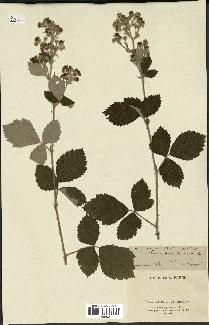 spécimen de Rubus tomentosus