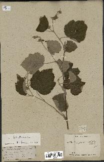 spécimen de Rubus tiliaceus