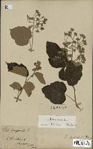 spécimen de Rubus tiliaceus