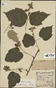 spécimen de Rubus tiliaceus