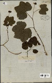 spécimen de Rubus chamaemorus