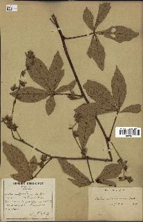 spécimen de Rubus cochinchinensis