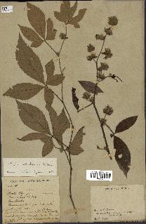 spécimen de Rubus cochinchinensis