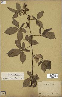 spécimen de Rubus cochinchinensis