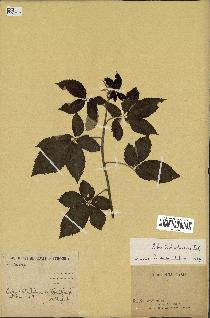 spécimen de Rubus cochinchinensis