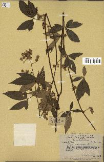 spécimen de Rubus cochinchinensis