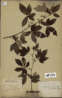 spécimen de Rubus cochinchinensis