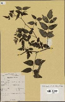 spécimen de Rubus rosifolius