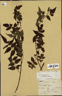 spécimen de Rubus rosifolius