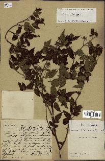 spécimen de Rubus rosifolius