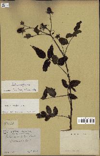 spécimen de Rubus rosifolius