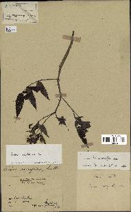 spécimen de Rubus rosifolius